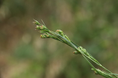 Affine Hare's Ear (Bupleurum affine)