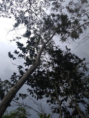 Zanthoxylum quinduense