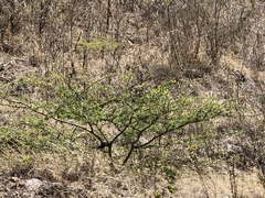 Vachellia macracantha