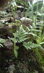 Pinguicula heterophylla