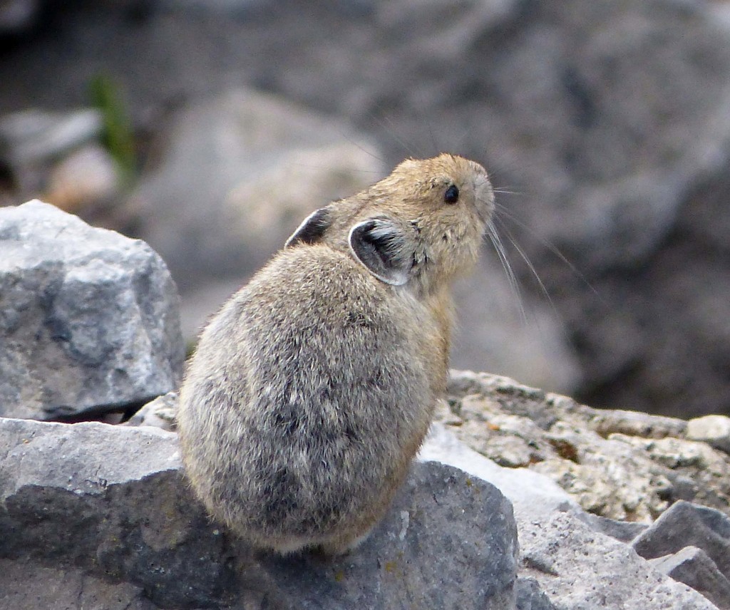 Collared Pika (Yukon Species of Conservation Concern Guide) · iNaturalist  Canada