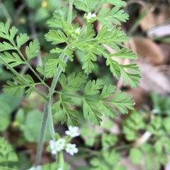 Chaerophyllum tainturieri dasycarpum
