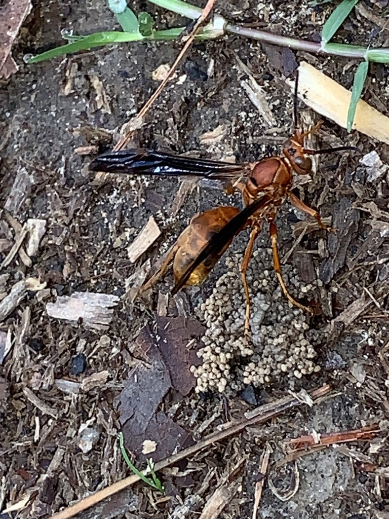 Fine Backed Red Paper Wasp From Cr Alvin Tx Us On November