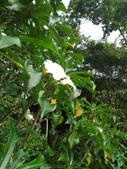 Plumeria pudica