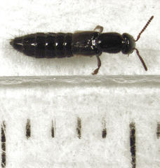 Phacophallus parumpunctatus