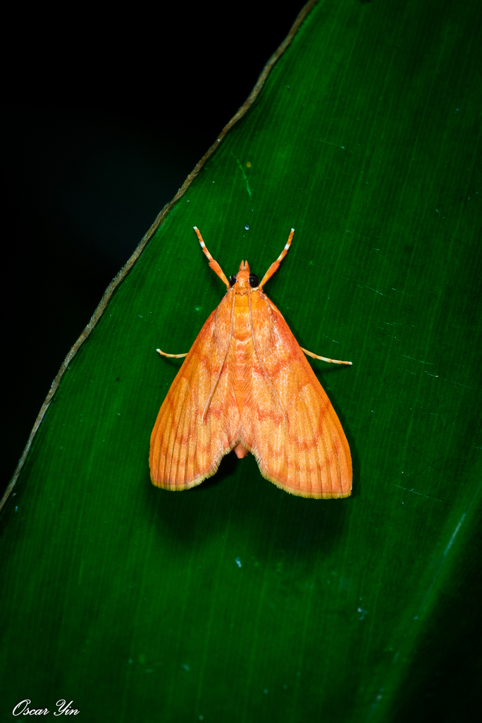Hyalobathra miniosalis