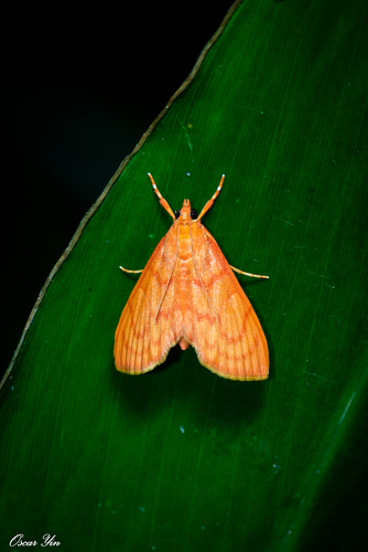 Hyalobathra miniosalis (Guenée, 1854)