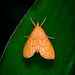 Hyalobathra miniosalis - Photo 由 尹若宇 所上傳的 (c) 尹若宇，保留部份權利CC BY-NC