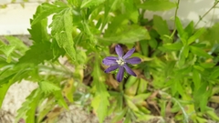 Triodanis biflora