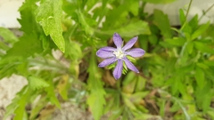 Triodanis biflora
