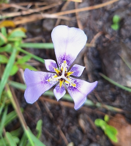 Herbertia crosae