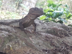 Xenosaurus newmanorum