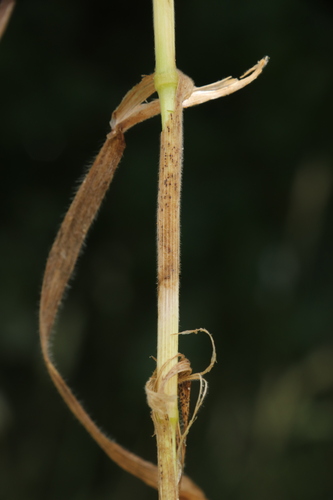 Image of Bromus arvensis by (c) Milan Chytrý, some rights reserved (CC BY)