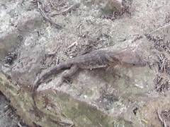 Xenosaurus newmanorum