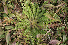 Cirsium drummondii