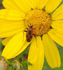 Calocoris nemoralis