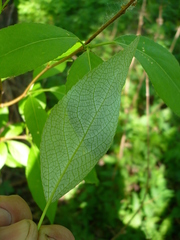 Populus simonii