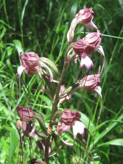 Himantoglossum comperianum