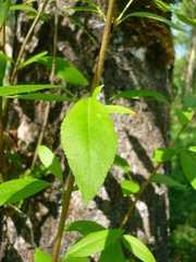 Populus simonii
