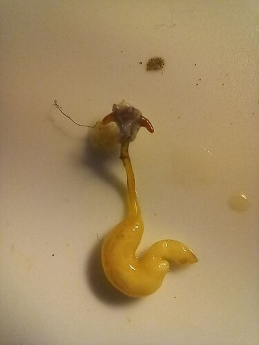 Genus Lernaeocera &middot; iNaturalist
