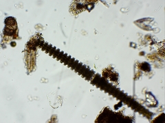 Triploceras verticillatum