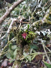 Epidendrum rhodovandoides