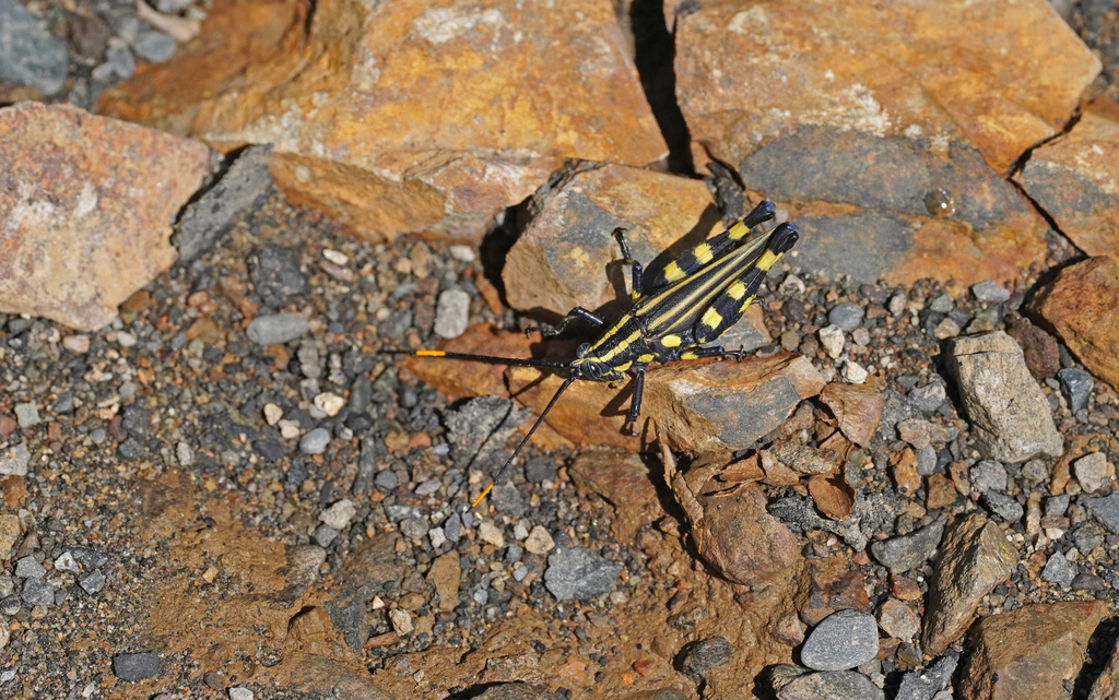 Rhopsotettix consummatus
