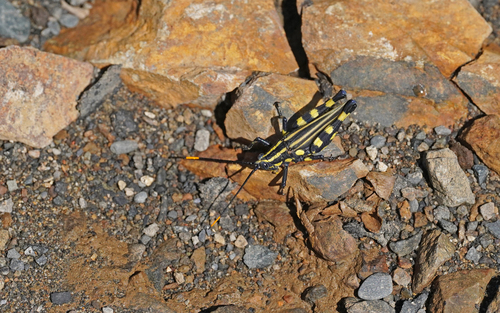 Rhopsotettix consummatus
