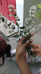 Tarlmounia elliptica