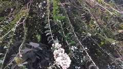 Tarlmounia elliptica