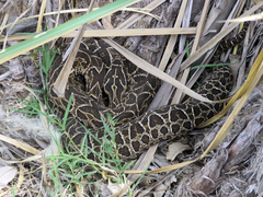 Bothrops alternatus