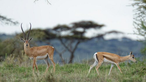 Bright's Gazelle