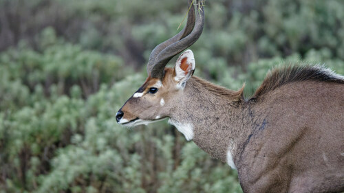 Mountain Nyala