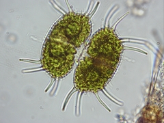 Xanthidium antilopaeum