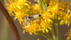 Phymata chilensis chilensis