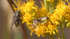 Phymata chilensis chilensis
