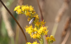 Phymata chilensis chilensis