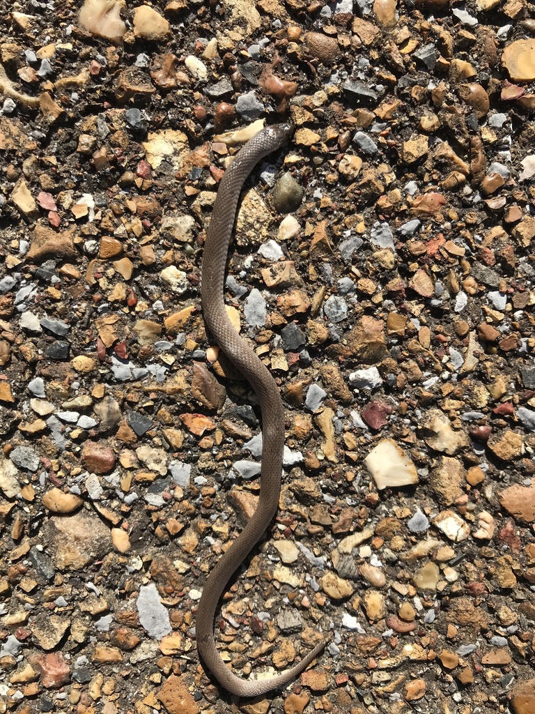 Rough Earthsnake from Elizabeth Dr, Olive Branch, MS, US on November 11 ...