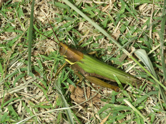 Coryacris angustipennis