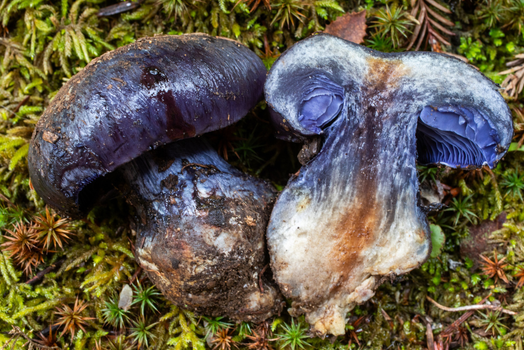 Glaucocephala