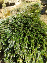 Fissidens grandifrons