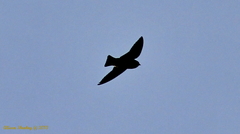 Tachycineta bicolor