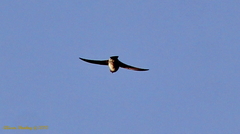 Tachycineta bicolor