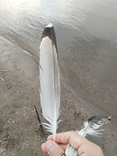 Plume de Goéland pontique