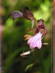 Himantoglossum comperianum