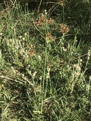 Cyperus longus tenuiflorus