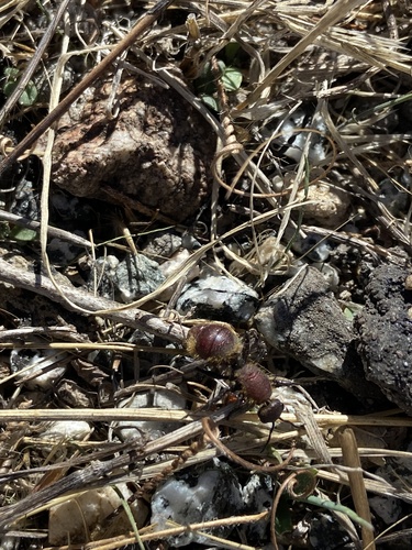 iNaturalist observation photo of Dasymutilla