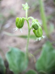 Matelea parviflora