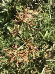 Cyperus longus tenuiflorus