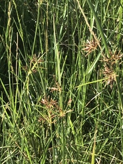 Cyperus longus tenuiflorus